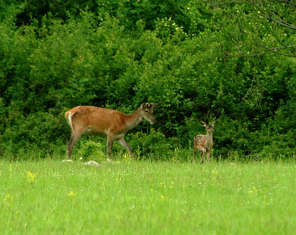 PASSIONE PER IL CERVO